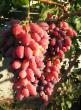 Grapes varieties Zarevo Photo and characteristics