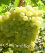 Grapes  Lyana grade Photo