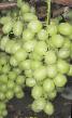 Grapes varieties Kishmish Princessa Photo and characteristics