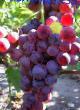 Grapes varieties Bespodobnyjj  Photo and characteristics