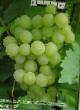 Grapes  Zhemchug Saba grade Photo