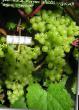 Vindruvor sorter Korinka Russkaya Fil och egenskaper