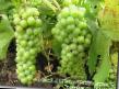 un raisin  Koroleva vinogradnikov l'espèce Photo