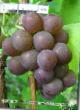Grapes  Lidiya grade Photo