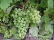 Grapes varieties Madlen Anzhevin Photo and characteristics