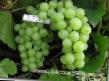 Winogrono gatunki Muskat belyjj zdjęcie i charakterystyka