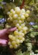Grapes varieties Arkadiya Photo and characteristics