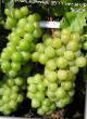 Grapes varieties Rusven Photo and characteristics