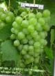 Grapes varieties Tambovskijj belyjj Photo and characteristics