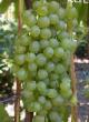 Grapes  Seneka grade Photo