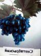 Grapes  Sentyabrskijj grade Photo