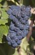 Vindruvor sorter Akfir Fil och egenskaper
