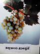 Grapes  Krasa Severa grade Photo
