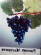 Grapes varieties Rannijj Magaracha Photo and characteristics