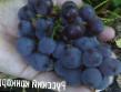 Grapes  Russkijj konkord grade Photo