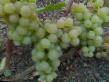 Winogrono gatunki Muskat sverkhrannijj zdjęcie i charakterystyka
