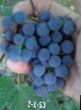 Grapes  S2-1-5 grade Photo
