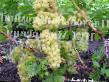Grapes varieties Ukraina Photo and characteristics