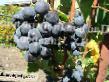 Grapes varieties Vilder Photo and characteristics