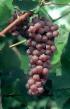 Виноград  Канадик (Канадис) сорт Фото
