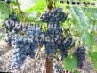 Grapes varieties Muskat Donskojj Photo and characteristics