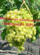Grapes varieties Solnechnyjj Photo and characteristics