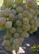 Grapes varieties Super Pleven Photo and characteristics