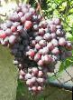 Grapes  Kish-mish Zaporozhskijj grade Photo