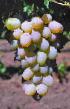 Grapes  Alina zaporozhskaya grade Photo