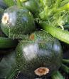 Le zucchine  Kruglyjj chernyjj F1 la cultivar foto