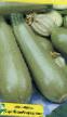 Le zucchine  Sote-38 la cultivar foto