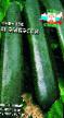 Courgettes varieties Ehmbehssi F1 Photo and characteristics