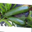 Calabacines variedades Tarmino F1 Foto y características