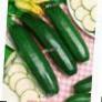Le zucchine le sorte Stargrin F1 foto e caratteristiche