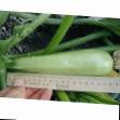 Courgettes varieties Opal F1 Photo and characteristics