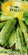 Courgettes varieties Kuand Photo and characteristics