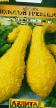 Le zucchine  Zolotojj grebeshok la cultivar foto