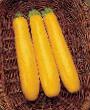 Calabacines variedades Gold rash F1 Foto y características