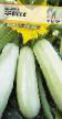 Le zucchine  Belukha la cultivar foto