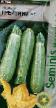 Le zucchine  Grejjzini F1 la cultivar foto