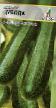 Le zucchine  Cuboda la cultivar foto