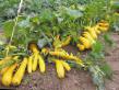 Le zucchine  Zheltye zvezdy la cultivar foto