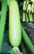 Le zucchine  Ardendo F1 la cultivar foto