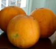 Melon  Zoryanka gatunek zdjęcie