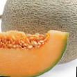 un melon  Karibian Gold RC F1 l'espèce Photo