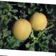 Melon varieties Primal F1 Photo and characteristics