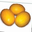 Meloun druhy Agasi F1 fotografie a charakteristiky