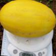 un melon  Khems F1 l'espèce Photo
