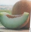un melon  Anzer F1 l'espèce Photo