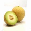 Melon gatunki Dzhukar F1 zdjęcie i charakterystyka
